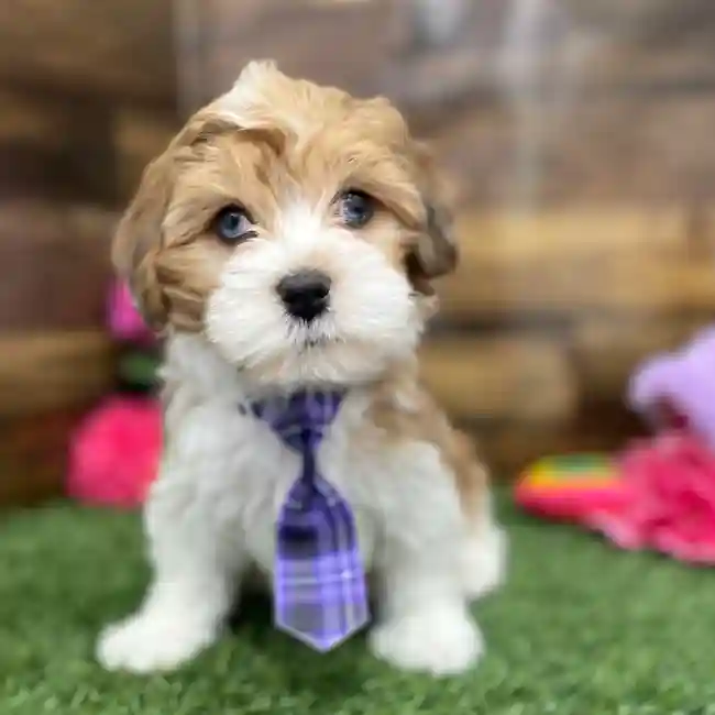 Male Lhasa-Poo Puppy for Sale in Braintree, MA