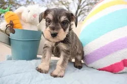 car_main_img_/media/ap_media/pets/QZVZMNKKWGKM183818.webp.250x250_q85.webp