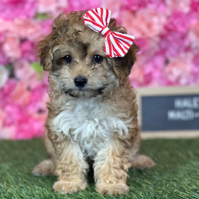 Female Malti-Poo 2Nd Gen puppy named Haley for sale at Pet Express Saugus.