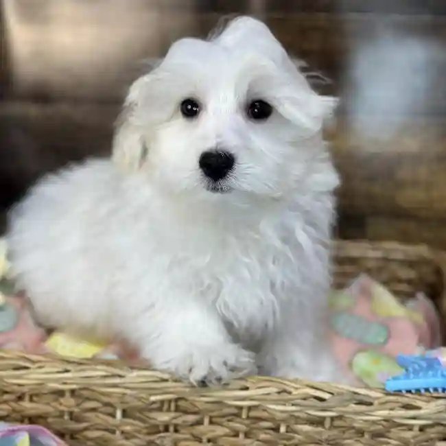 Male Malti-Poo Puppy for Sale in Saugus, MA