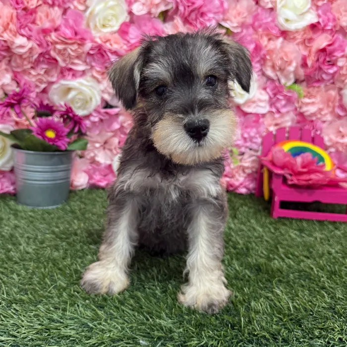 Male Miniature Schnauzer Puppy for Sale in Braintree, MA
