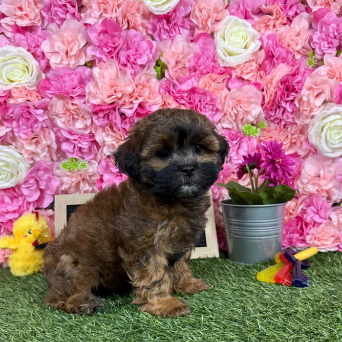 Male Shih-Poo puppy named Reese for sale at Pet Express Braintree.