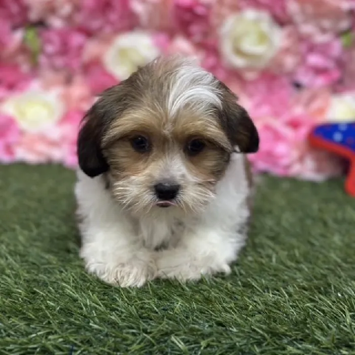 Female Shorkie Puppy for Sale in Saugus, MA