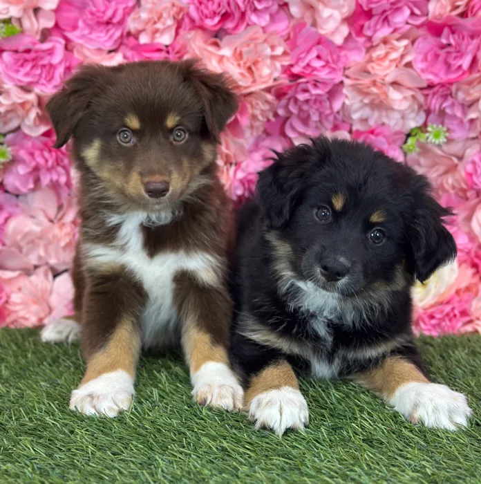 Male Miniature Australian Shepherd puppy named Broccoli for sale at Pet Express Saugus.