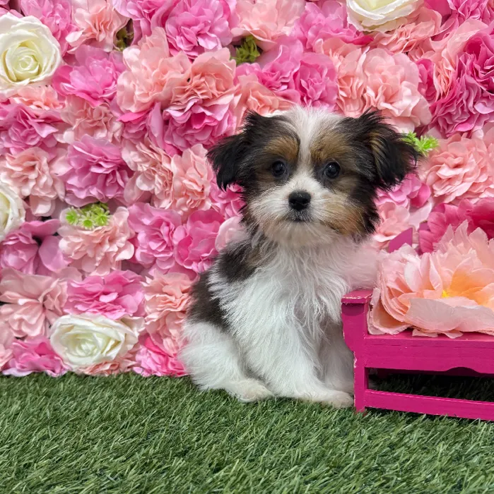 Female Shorkie Puppy for Sale in Braintree, MA