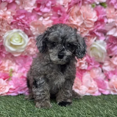 Male Poodle Toy Puppy for Sale in Saugus, MA