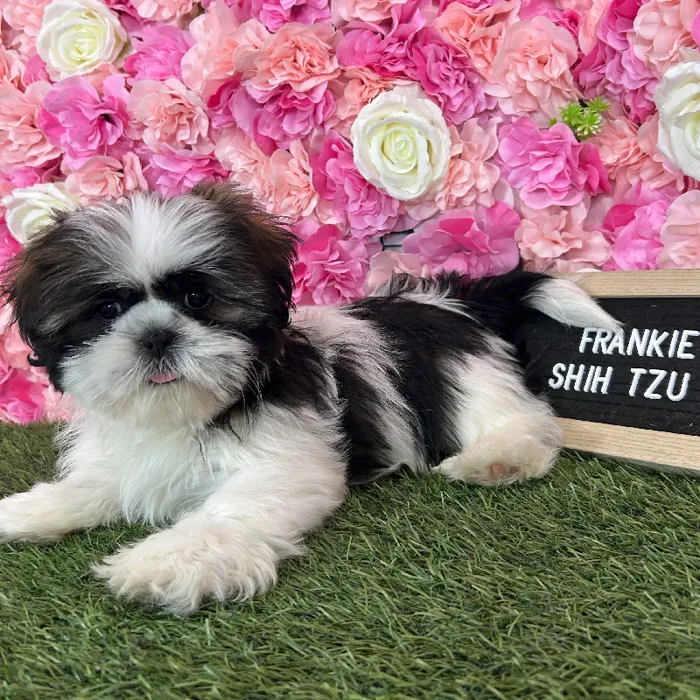 Male Shih Tzu puppy named Frankie for sale at Pet Express Braintree.