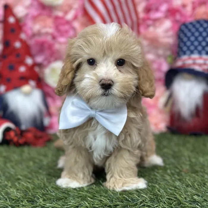 Male Malti-Poo Puppy for Sale in Saugus, MA