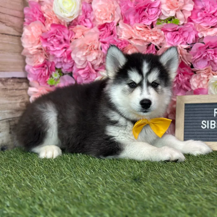 Male Siberian Husky puppy named Ramon for sale at Pet Express Saugus.