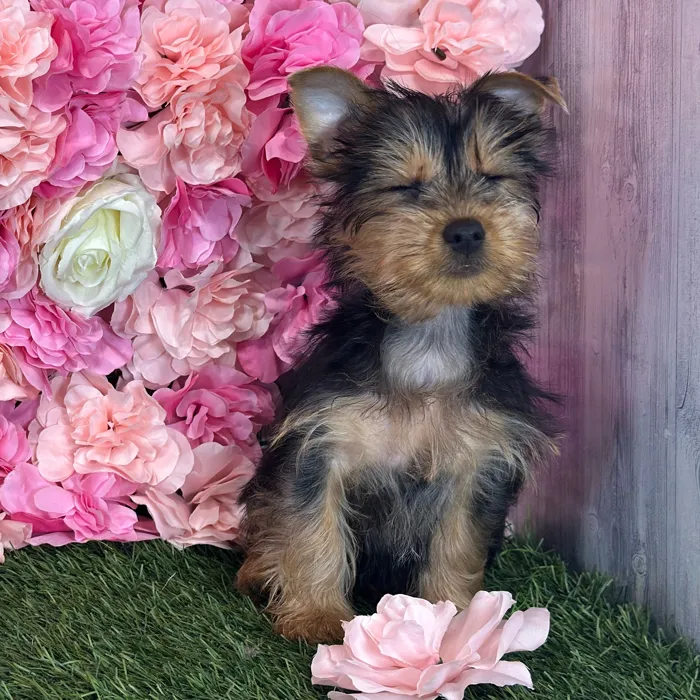 Male Silky Terrier puppy named Ratchet for sale at Pet Express Saugus.