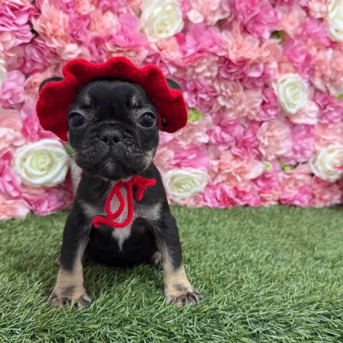 Female French Bulldog Puppy for Sale in Braintree, MA