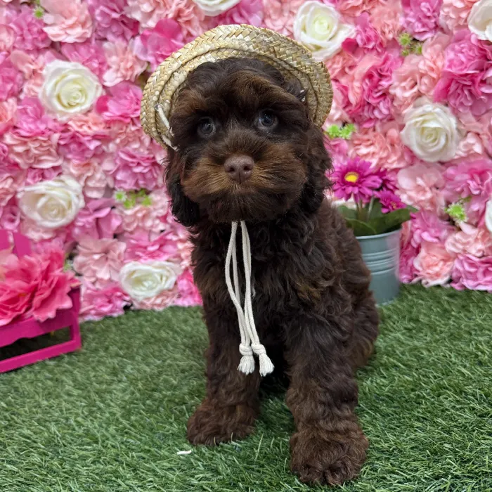Male Cockapoo Puppy for Sale in Braintree, MA