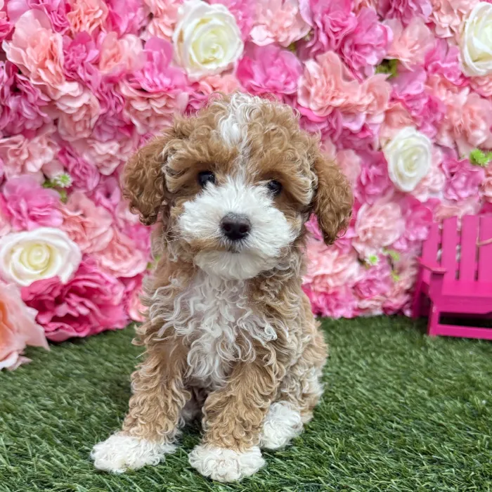 Female Mini Goldendoodle 2nd Gen Puppy for Sale in Braintree, MA