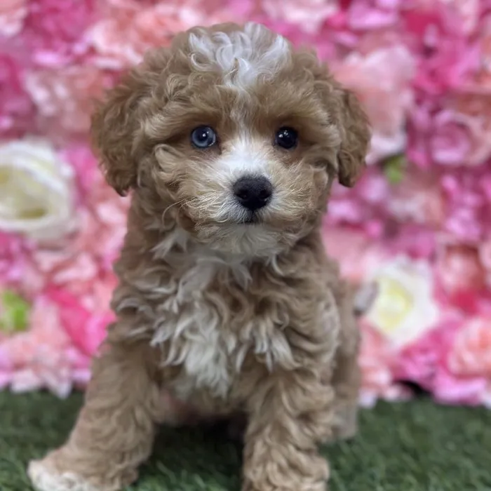 Male Mini Goldendoodle 2nd Gen Puppy for Sale in Saugus, MA