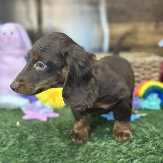 Male Dachshund Puppy for Sale in Saugus, MA