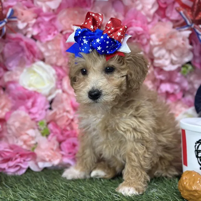 Female Mini Goldendoodle 2nd Gen Puppy for Sale in Saugus, MA