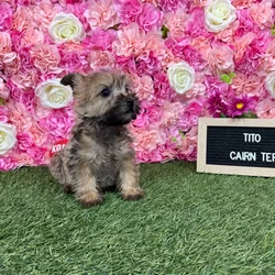 Male Cairn Terrier puppy named Tito for sale at Pet Express Braintree.