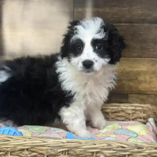 Male Aussiechon Puppy for Sale in Saugus, MA