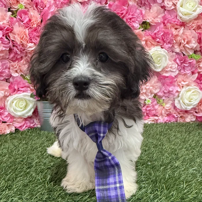 Male Shih-Poo Puppy for Sale in Braintree, MA