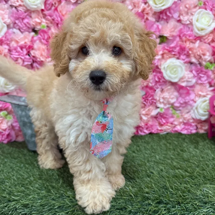Male Mini Goldendoodle F1BB Puppy for Sale in Braintree, MA