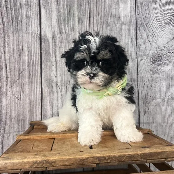 Male Lhatese puppy named Ritchie for sale at Pet Express Saugus.