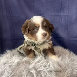 Male Miniature Australian Shepherd puppy named Jet for sale at Pet Express Braintree.