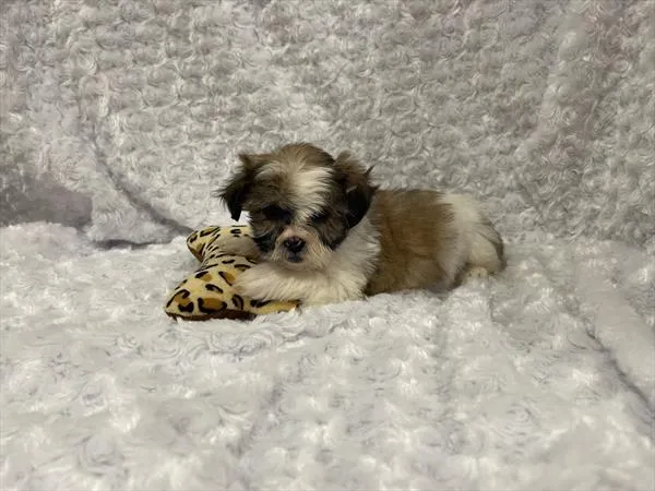Female Malshi puppy named Nyla for sale at Pet Express Saugus.