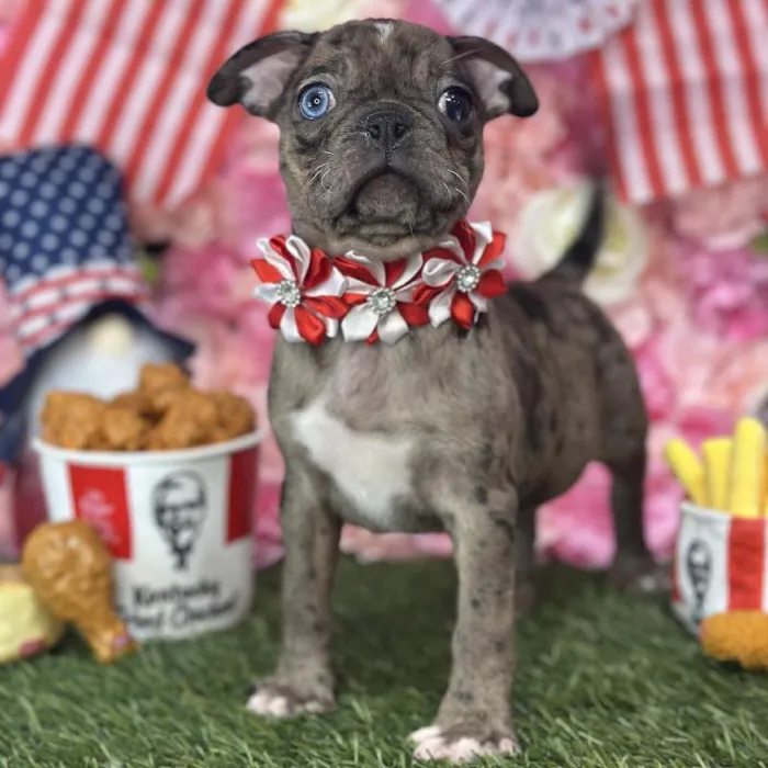 Female Bugg Puppy for Sale in Saugus, MA