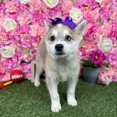 Female Alaskan Klee Kai puppy named Luna for sale at Pet Express Braintree.