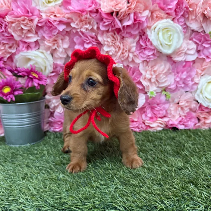 Female Dachshund Puppy for Sale in Braintree, MA