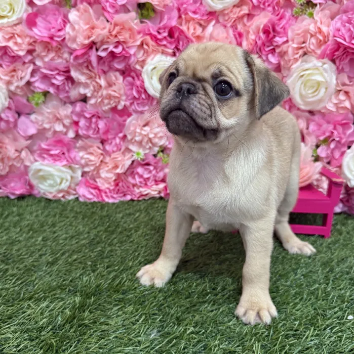 Male Pug Puppy for Sale in Braintree, MA