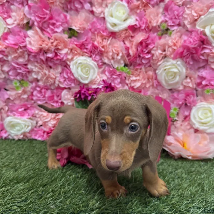 Male Dachshund Puppy for Sale in Braintree, MA