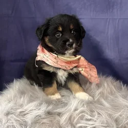 Female Miniature Australian Shepherd puppy named Acai for sale at Pet Express Saugus.