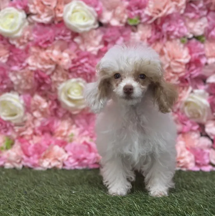 Female Poodle Toy Puppy for Sale in Saugus, MA