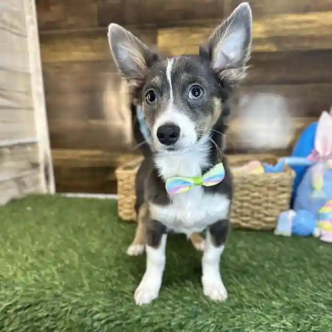 Male Chihuahua Puppy for Sale in Saugus, MA