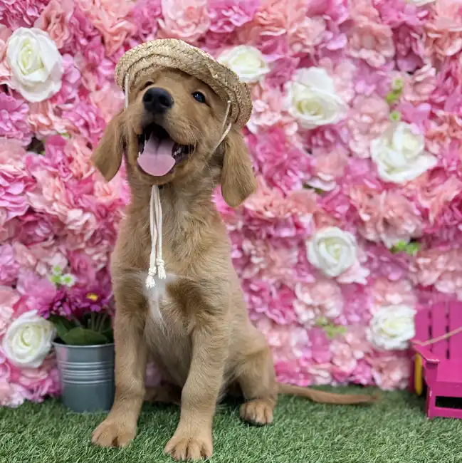 Male Golden Retriever Puppy for Sale in Braintree, MA