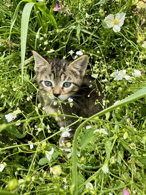 Male Domestic Short Hair kitten named Heathcliff for sale at Pet Express Saugus.