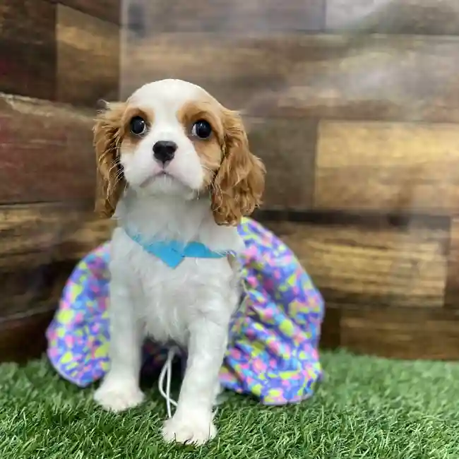Female Cavalier King Charles Spaniel Puppy for Sale in Braintree, MA