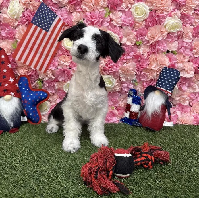 Male Aussiechon Puppy for Sale in Saugus, MA