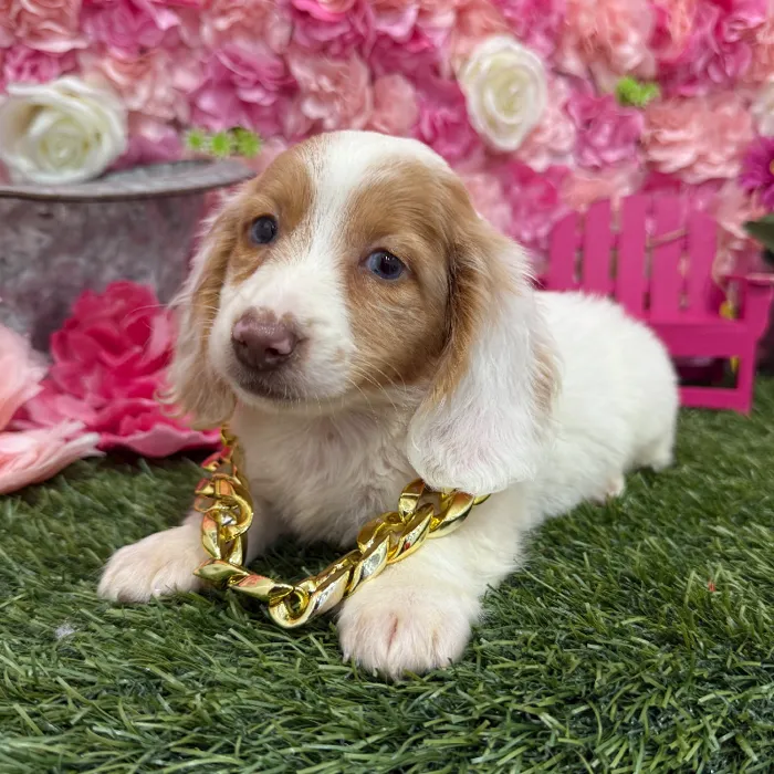 Male Dachshund Puppy for Sale in Braintree, MA
