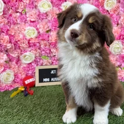 Male Miniature Australian Shepherd puppy named Jet for sale at Pet Express Braintree.