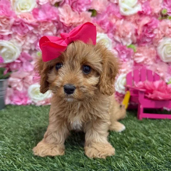 Female Cavapoo 2nd Gen Puppy for Sale in Braintree, MA