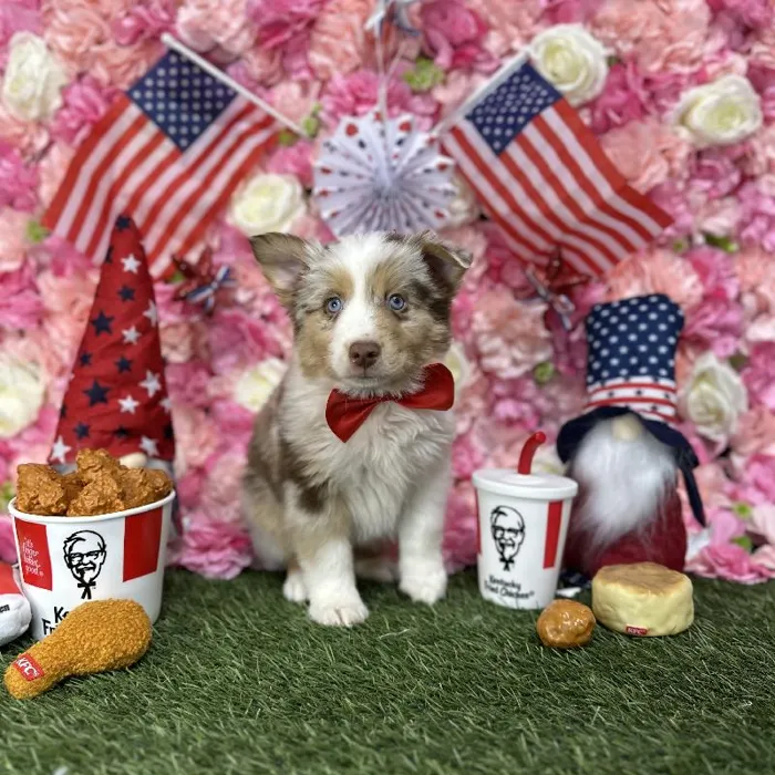 Male Miniature Australian Shepherd Puppy for Sale in Saugus, MA