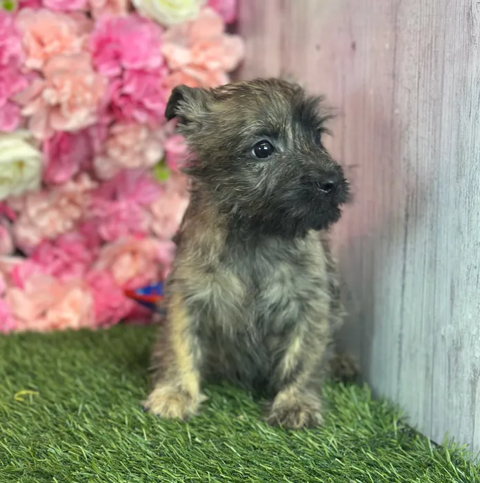 Male Cairn Terrier puppy named Kale for sale at Pet Express Saugus.