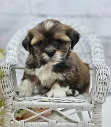 car_main_img_/media/ap_media/pets/RJZYUIQURBOA188779.webp.250x250_q85.webp