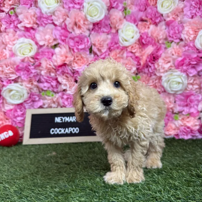 Male Cockapoo 2Nd Gen puppy named Neymar for sale at Pet Express Braintree.