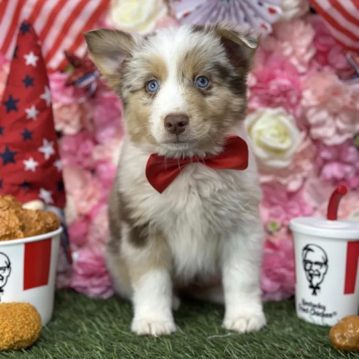 Male Miniature Australian Shepherd Puppy for Sale in Saugus, MA