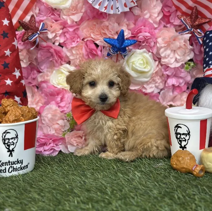 Male Mini Goldendoodle 2nd Gen Puppy for Sale in Saugus, MA
