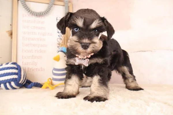 Female Miniature Schnauzer puppy named Vivian for sale at Pet Express Saugus.