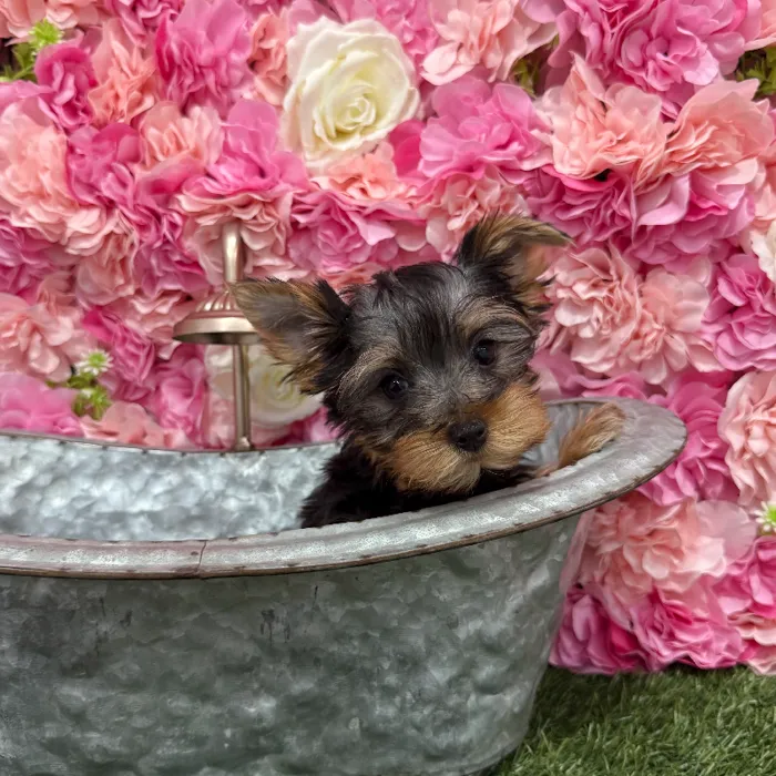 Female Yorkshire Terrier Puppy for Sale in Braintree, MA